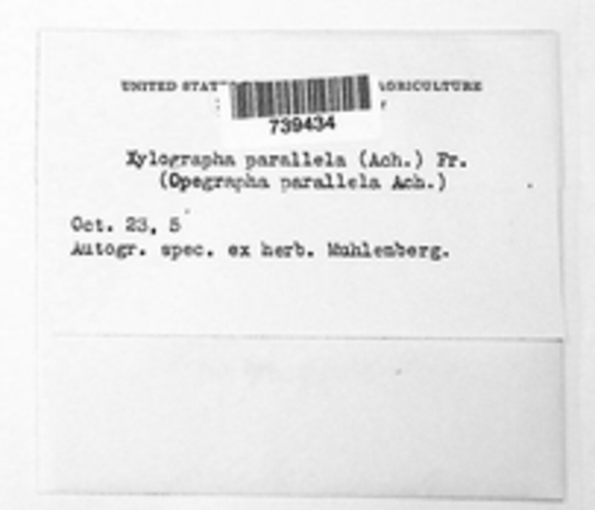 Xylographa image